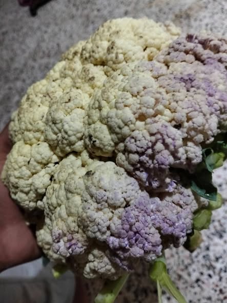 عيب ايه